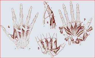 Anatomie des mains